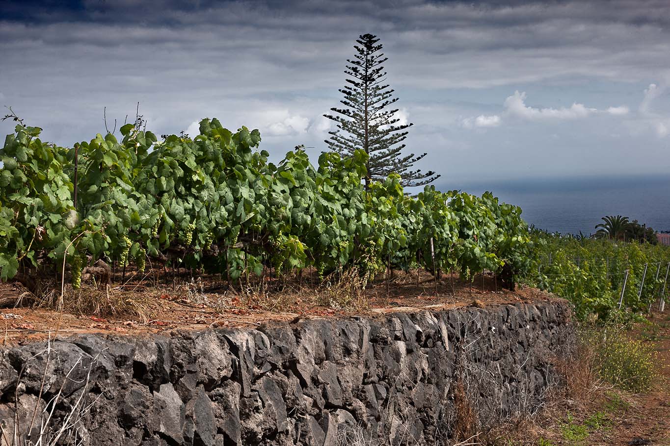 Featuring Bodegas Tajinaste