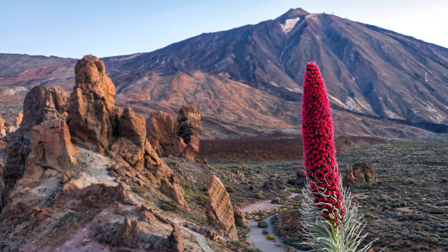 Special Holiday Offer